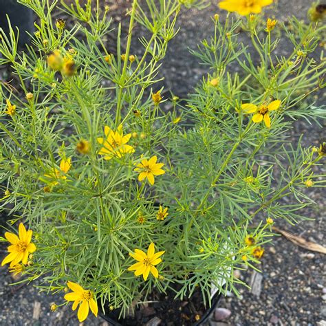 COREOPSIS v. 'Zagreb' | Six Mile Nursery LLC