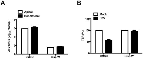 Inhibition Of Jev Replication Blocks Permeability Barrier Disruption