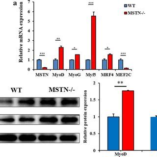 Relative Mrna Expression Of Myostatin Mstn Myogenic Regulatory