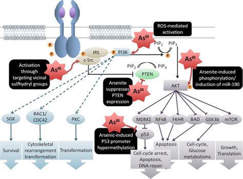 Arsenic Mediated Disruption Of Pi3kakt Signaling Pathway Depending On Download Scientific