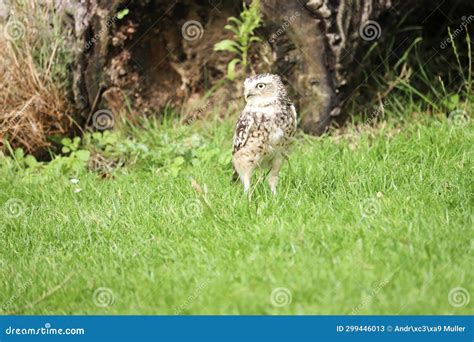 The Burrowing Owl Athene Cunicularia Also Called The Shoco During