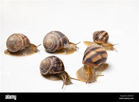 Five Large Garden Snails Helix Pomatia Crawl On A White Background