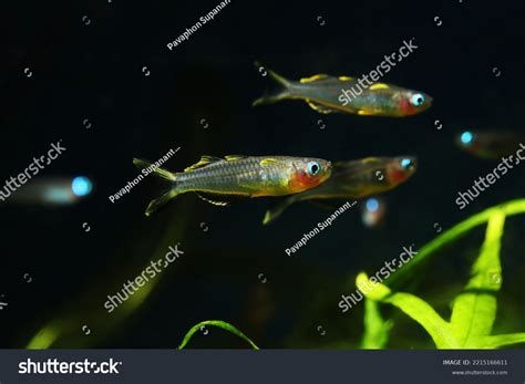 Forktail Rainbowfish Pseudomugil Furcatus Swimming School Stock Photo