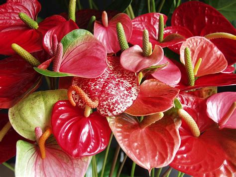 Anthurium Aristo Rood Flamingoplant Kamerplant