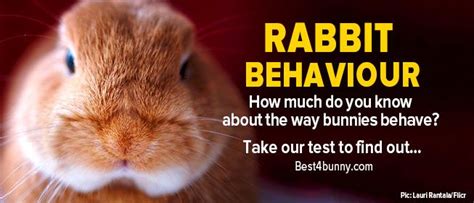 Rabbit behaviour quiz - How much do you know about the way bunnies behave? - Best 4 Bunny ...