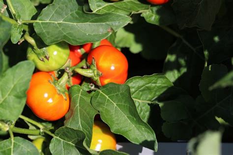 Welche Temperaturen Vertragen Tomaten Wie Lange Bleiben Sie Drau En