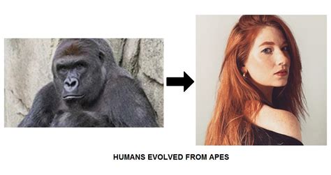 human evolution by ThankYouWeAreTheBest on DeviantArt