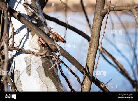 Sycamore Tree Branch Stock Photo Alamy