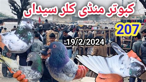 Kabootar Mandi Kallar Syedan Latest Update High Flyer Pigeon