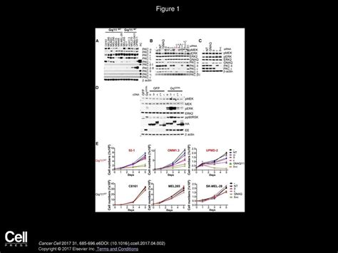 Rasgrp3 Mediates Mapk Pathway Activation In Gnaq Mutant Uveal Melanoma