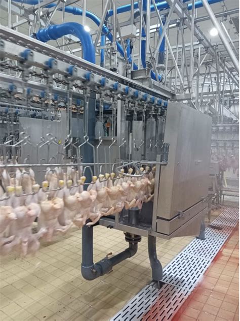 Poultry Processing Equipment Stork Automatic Evisceration Line 8000 Birds Per Hour