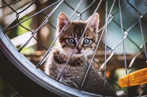 Síndrome vestibular en gatos síntomas causas y tratamiento GatosCatz