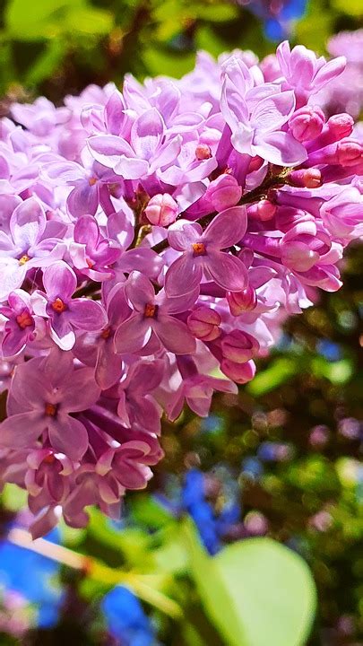 Lilacs Flowers Purple Free Photo On Pixabay Pixabay