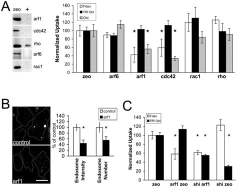 A Depletion Of Mrna Of The Gtpases Arf Cdc Rho Arf And Rac As