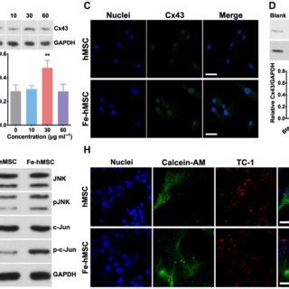 IONPs Significantly Activated Cx43 Overexpression In HMSCs A TEM