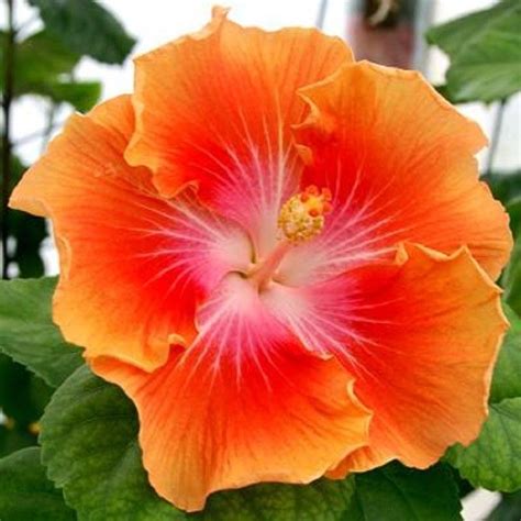 10 Rare Yellow Orange Hibiscus Seeds Perennial Hardy Flower Garden Exotic Seed Perennial Seeds