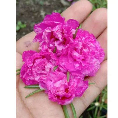 Jual Krokot Mossrose Portulaca Bunga Pukul 9 Id Tumpuk Pink Batik