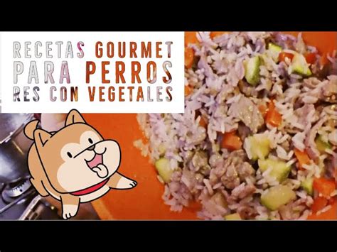 Descubre Las Mejores Opciones De Comida Para Perros Gourmet Calidad Y Sabor En Un Solo Lugar