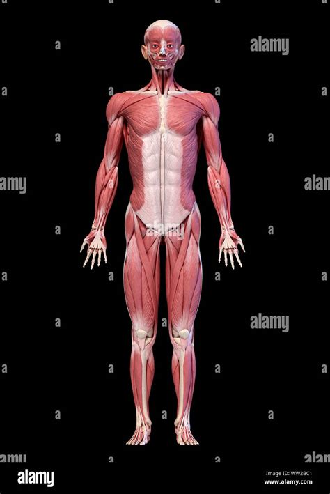 Anatomie Abdomen Homme Banque De Photographies Et Dimages Haute