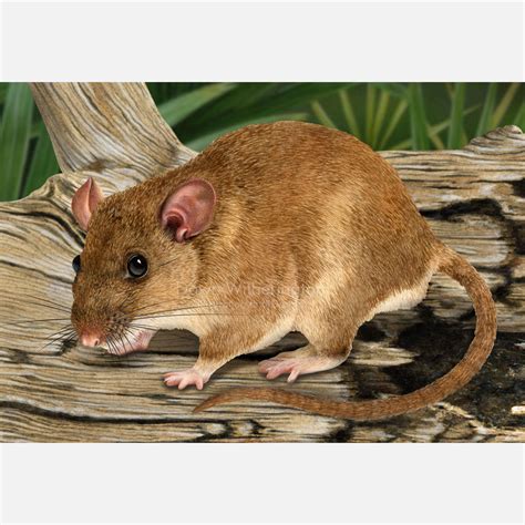 Eastern Woodrat on a Log – drawnbydawn