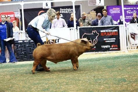 Southeast Regional Duroc Barrow Show National Swine Registry