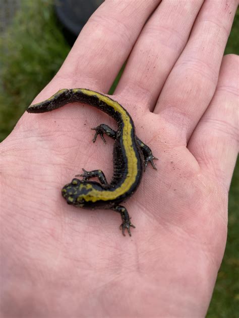 Long toed salamander : herpetology