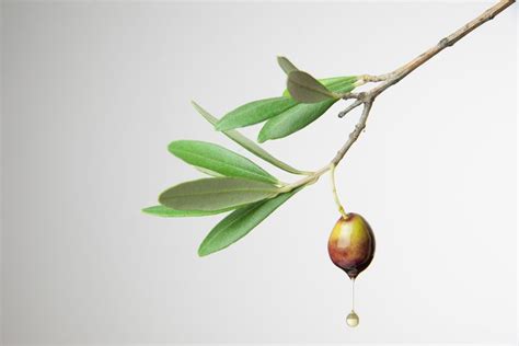 Ingredient Spotlight: Olive Leaf and Olive Oil