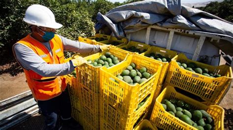 Exportaciones Peruanas De Palta Registran Récord Histórico De Us 949 Millones Tvperú