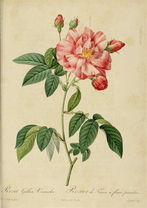 Pierre Joseph Redouté Rosa Gallica Versicolor Antique Botanical Rose