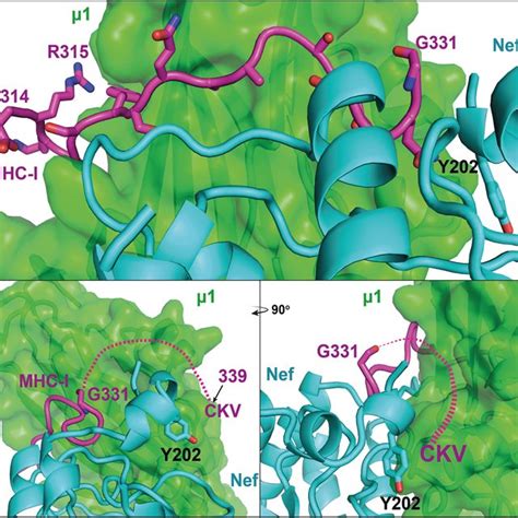 Structural Analysis Of Interaction Between Hla I Cytoplasmic Tail And