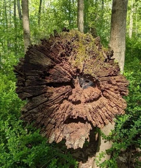 Awesome Tree Face Illusion