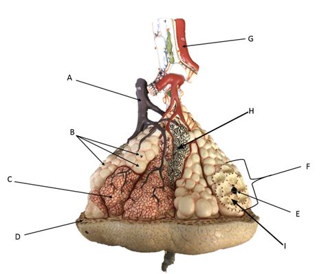 alveolar sac Diagram | Quizlet