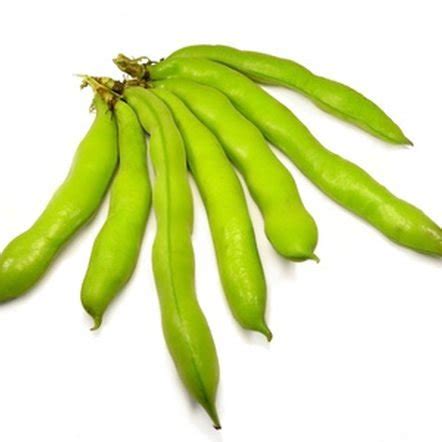 Raunak Seeds Omaxe Fava Beans Selection Bakla Variety Avg Seeds