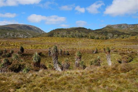 Cradle Mountain-Lake St Clair National Park Tasmania Stock Image ...