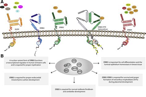 Mechanisms Of Receptor Tyrosine Protein Kinase Erbb Erbb Action In