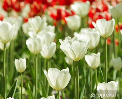 Fototapeta Krásné tulipány na zahradě barevné pozadí PIXERS CZ