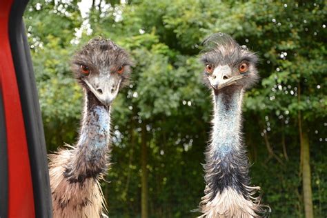 Emus Emu Big Bird - Free photo on Pixabay