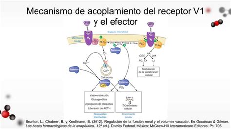 S Ndrome De Secreci N Inadecuada De Hormona Antidiur Tica Ppt