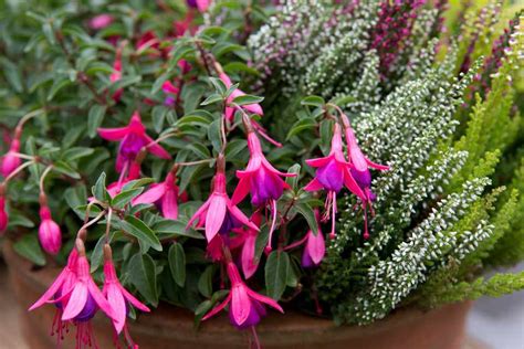 Fuchsias For Pots And Containers Bbc Gardeners World Magazine