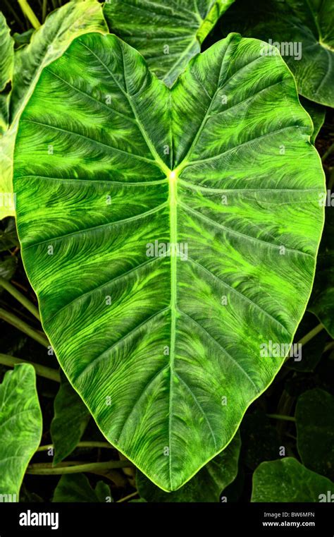 Giant Elephant Ear Taro Leaf Alocasia Macrorrhizos L G Don Stock