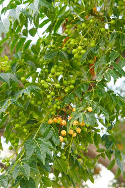 Chinaberry Tree Stock Photos Pictures And Royalty Free Images Istock