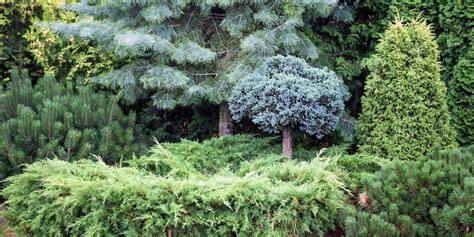 celebrating winter trees   plant  seasonal pizazz millcreek