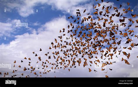 Group Of Monarch Butterflies Danaus Plexippus Swarm Stock Photo Alamy