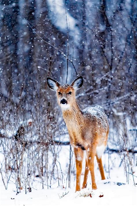 Winter Deer Photography