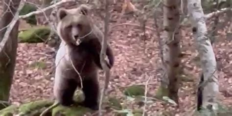 Graban Un Oso A Poca Distancia En Un Bosque De La Vall D Aran Qu