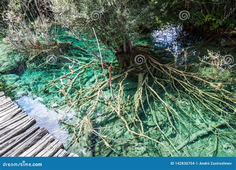 The Roots Of A Tree In A Turquoise Lake In The Woods Plitvice National Park Croatia Stock