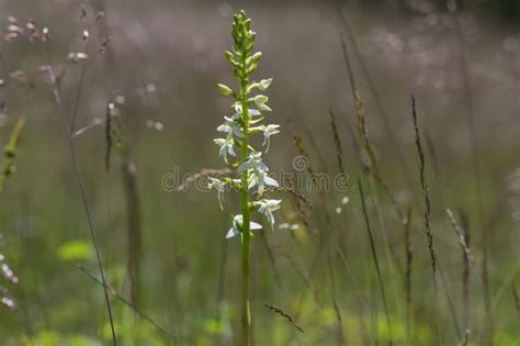 Platanthera Bifolia Blanco Silvestre Menor Flores De Mariposa