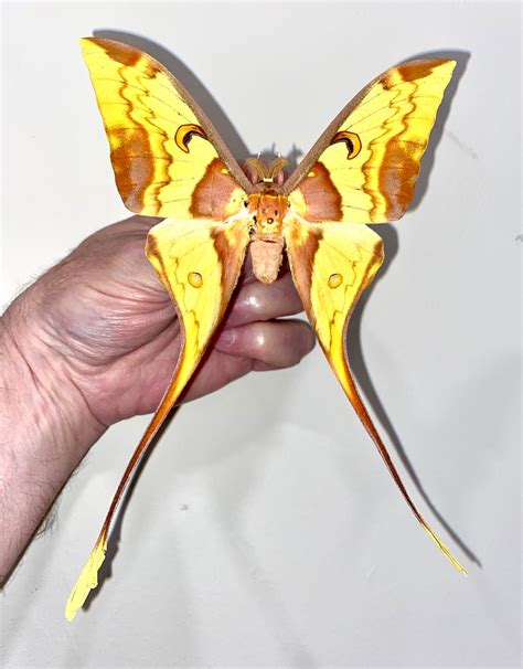 Insect Butterfly Moth Saturniidae Actias Maenas Malaysian Moon Mothmale