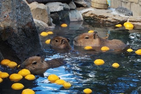 好享受！冬遊日本來5大園區看水豚君暖呼呼泡湯秀 蕃新聞