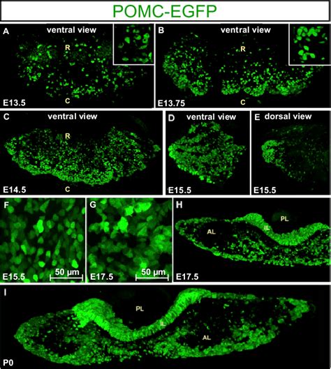 Developmental Dynamics Of Pomc Cell Morphology And Network